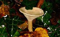 Clitocybe géotrope. Cliquer pour agrandir l'image.