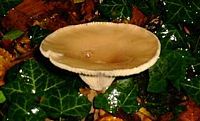 Clitocybe géotrope. Cliquer pour agrandir l'image.