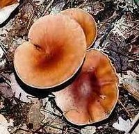 Clitocybe géotrope. Cliquer pour agrandir l'image.