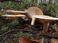 Clitocybe géotrope. Cliquer pour agrandir l'image.