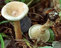 Clitocybe géotrope. Cliquer pour agrandir l'image.