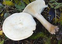 Clitocybe géotrope. Cliquer pour agrandir l'image.
