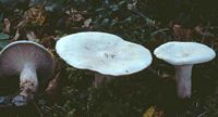 Clitocybe géotrope. Cliquer pour agrandir l'image.