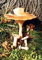 Clitocybe géotrope. Cliquer pour agrandir l'image.