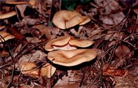 Clitocybe géotrope. Cliquer pour agrandir l'image.