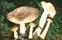 Clitocybe géotrope. Cliquer pour agrandir l'image.