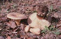 Clitocybe géotrope. Cliquer pour agrandir l'image.