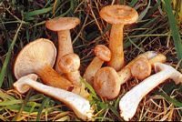 Clitocybe géotrope. Cliquer pour agrandir l'image.
