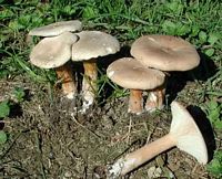 Clitocybe géotrope. Cliquer pour agrandir l'image.