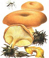 Clitocybe inversé. Dessin. Cliquer pour agrandir l'image.