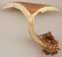Clitocybe inversé. Cliquer pour agrandir l'image.