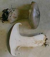 Clitocybe nébuleux. Cliquer pour agrandir l'image.