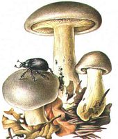 Clitocybe nébuleux. Dessin. Cliquer pour agrandir l'image.