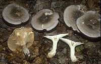 Clitocybe nébuleux. Cliquer pour agrandir l'image.
