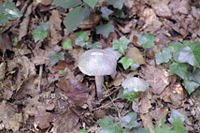 Clitocybe odorant . Clitocybe odorant. Cliquer pour agrandir l'image.