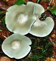 Clitocybe odorant . Chapeaux. Allagnat. Cliquer pour agrandir l'image.