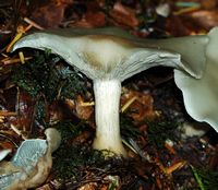 Clitocybe odorant . Pied. Allagnat. Cliquer pour agrandir l'image.