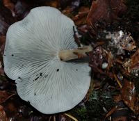 Clitocybe odorant . Hyménophore. Allagnat. Cliquer pour agrandir l'image.