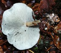 Clitocybe odorant . Hyménophore. Allagnat. Cliquer pour agrandir l'image.