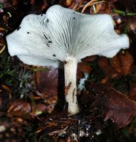 Clitocybe odorant . Allagnat. Cliquer pour agrandir l'image.