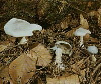 Clitocybe odorant . Clitocybe odorant. Cliquer pour agrandir l'image.