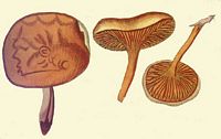Clitocybe orangé. Dessin. Cliquer pour agrandir l'image.