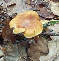 Clitocybe orangé. Cliquer pour agrandir l'image.