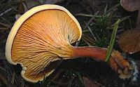 Clitocybe orangé. Cliquer pour agrandir l'image.