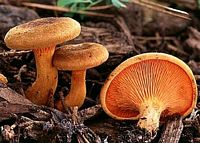 Clitocybe orangé. Cliquer pour agrandir l'image.