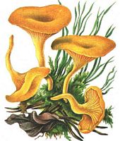 Clitocybe orangé. Dessin. Cliquer pour agrandir l'image.