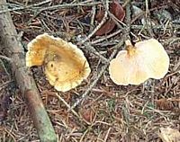 Clitocybe orangé. Cliquer pour agrandir l'image.