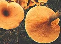 Clitocybe orangé. Cliquer pour agrandir l'image. Clitocybe orangé. Cliquer pour agrandir l'image.