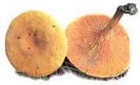Clitocybe orangé. Cliquer pour agrandir l'image. Clitocybe orangé. Cliquer pour agrandir l'image.