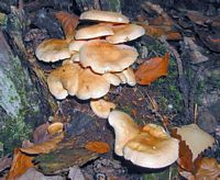 Clitocybe orangé. Cliquer pour agrandir l'image.