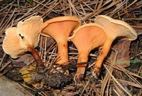Clitocybe orangé. Cliquer pour agrandir l'image.