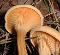 Clitocybe orangé. Cliquer pour agrandir l'image.