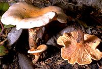 Clitocybe orangé. Cliquer pour agrandir l'image.