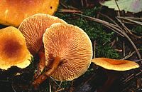 Clitocybe orangé. Cliquer pour agrandir l'image.