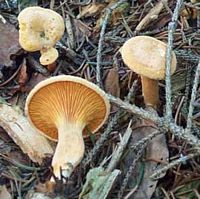 Clitocybe orangé. Cliquer pour agrandir l'image.