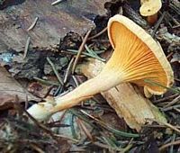 Clitocybe orangé. Cliquer pour agrandir l'image.