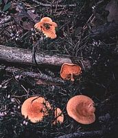 Clitocybe orangé. Cliquer pour agrandir l'image. Clitocybe orangé. Cliquer pour agrandir l'image.