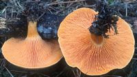 Clitocybe orangé. Cliquer pour agrandir l'image.