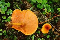 Clitocybe orangé. Cliquer pour agrandir l'image.