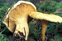 Clitocybe orangé. Cliquer pour agrandir l'image.