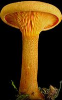 Clitocybe orangé. Cliquer pour agrandir l'image.