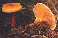 Clitocybe orangé. Cliquer pour agrandir l'image.