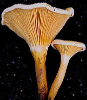 Clitocybe orangé. Cliquer pour agrandir l'image.