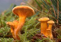 Clitocybe orangé. Cliquer pour agrandir l'image.