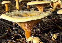 Clitocybe orangé. Cliquer pour agrandir l'image.