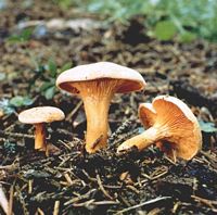 Clitocybe orangé. Cliquer pour agrandir l'image.
